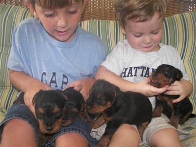AKC Puppies for Sale 